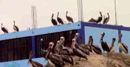 pelicanos hambrientos