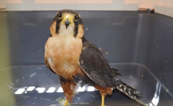 halcon perdiguero o aplomado Falco femoralis Serfor