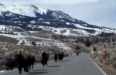 Bisontes Yellowstone