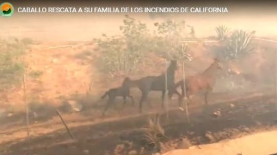 caballo rescata familia incendio California