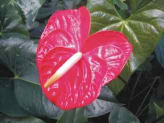 aracea flor de flamenco