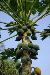 papayas verdes arbol