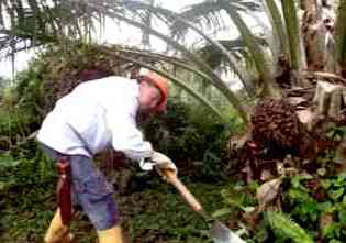 cosecha palma aceitera
