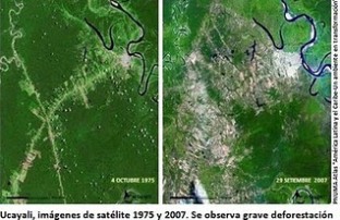 deforestacion ucayali