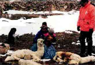 muerte alpacas frio