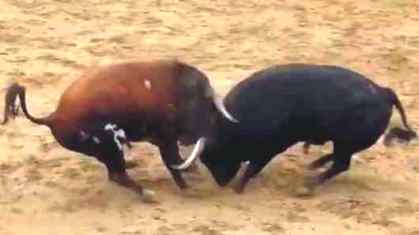 toros mueren pelea Navarra set 2016