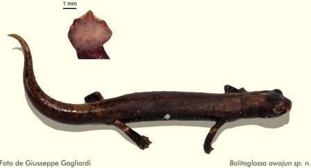 salamandra Bolitoglossa awajun
