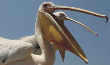 pelicano gigante peru