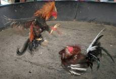 gallos pelea
