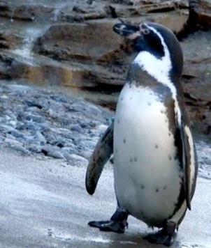 pinguino Humboldt