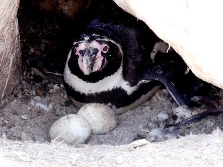 pinguino huevos