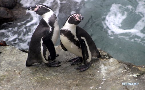 pinguinos Humboldt