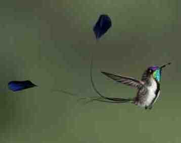 colibri cola de espatula