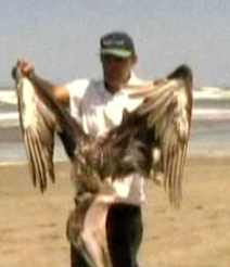 pelicano muerto