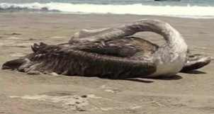 pelicano muerto 1
