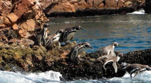 paracas pinguinos