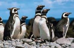 pinguinos_paracas.jpg