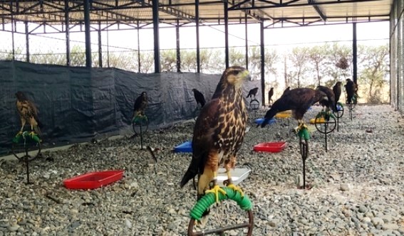 Falco femoralis 2