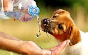 perro agua