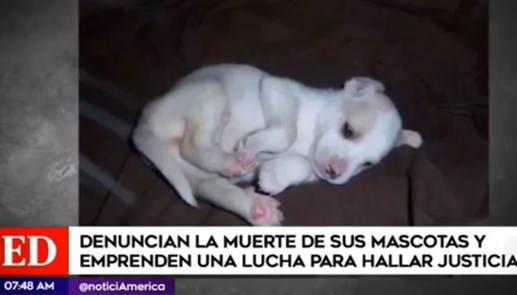 venezolanos mataron perro Devorador may 2023