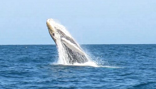 ballena norte Peru