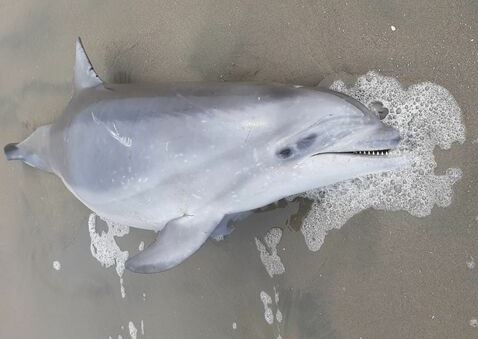 delfin nariz botella Sarapampa Imarpe
