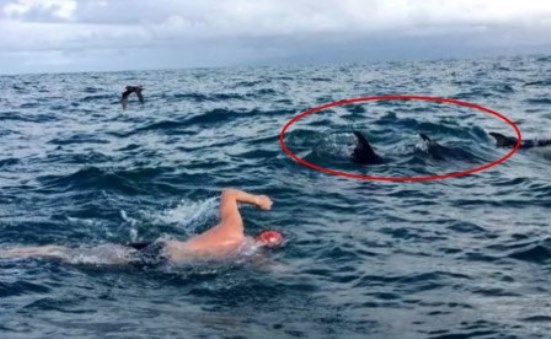 delfin salva nadador tiburon Adam Walker