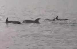 delfines melbourne