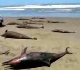 delfines muertos 1