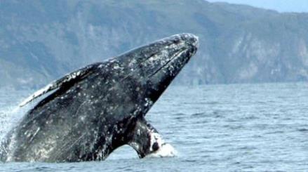 gray whale merrill gosho noaa2 crop 2