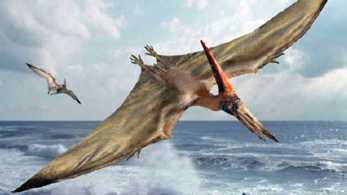 pterosaurio vertidraco daysimorrisae
