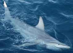 tiburon hibrido australiano