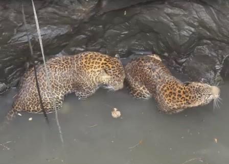 leopardos caidos pozo india
