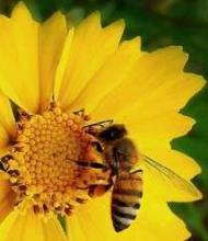abeja flor