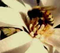 abeja flor 2
