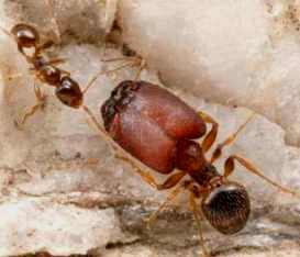 hormiga artificial cabezona