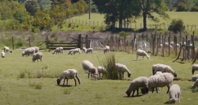 ovejas campo