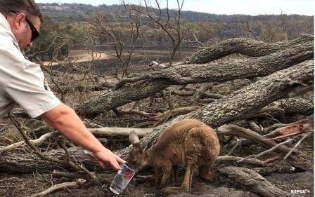 canguro agua incendios Australia dic 2019 RSPCA