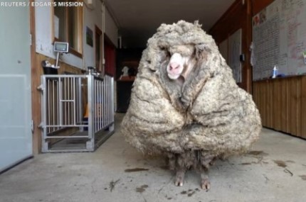 carnero 35 kg lana Australia Reuters