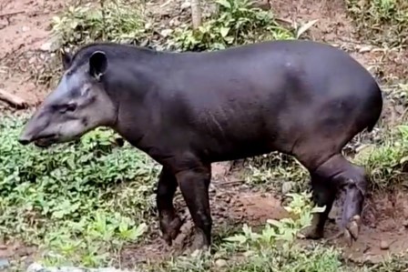 tapir amazonico