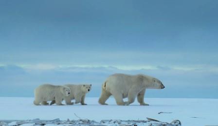 osa polar crias Alaska Protect the Arctic