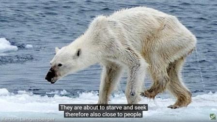 oso polar hambriento