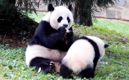 pandas Xiao Qi Ji 