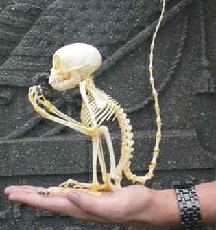 esqueleto mono de bolsillo Sumatra Mortivoreium