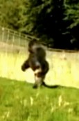 gorila camina 2 patas