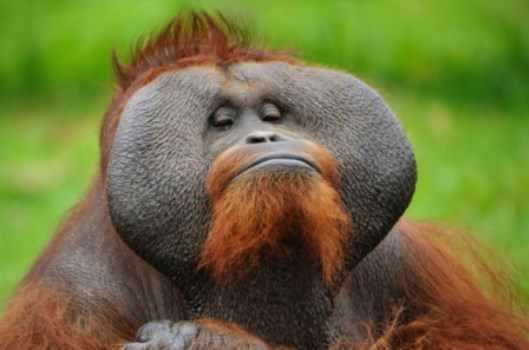 orangutana Gettyimages ru
