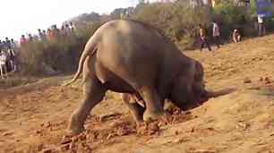 elefanta intenta rescatar cria