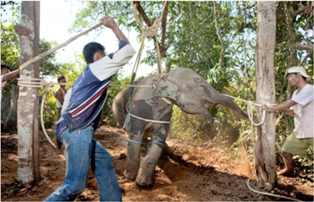 elefante torturado tailandia