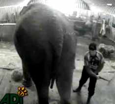 tortura elefanta