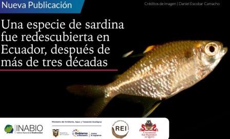 sardina Hemigrammus unilineatus Ecuador